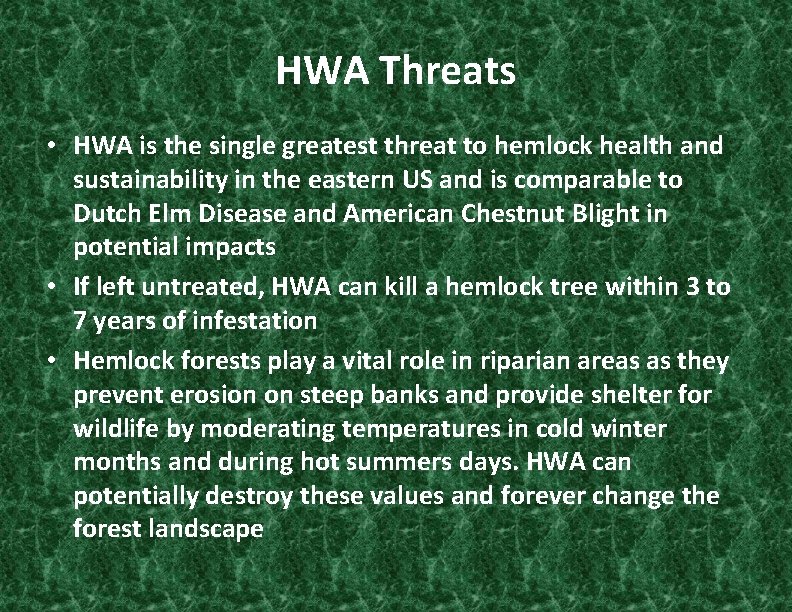 HWA Threats • HWA is the single greatest threat to hemlock health and sustainability