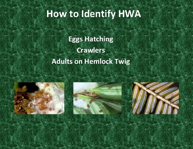 How to Identify HWA Eggs Hatching Crawlers Adults on Hemlock Twig 