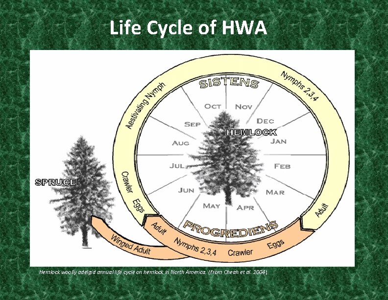 Life Cycle of HWA Hemlock woolly adelgid annual life cycle on hemlock in North