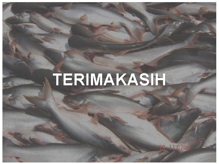 TERIMAKASIH 