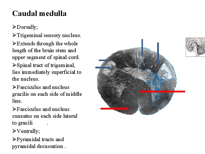 Caudal medulla ØDorsally; ØTrigeminal sensory nucleus. ØExtends through the whole length of the brain