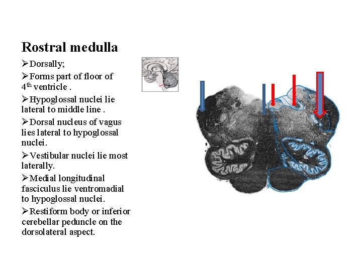 Rostral medulla ØDorsally; ØForms part of floor of 4 th ventricle. ØHypoglossal nuclei lie