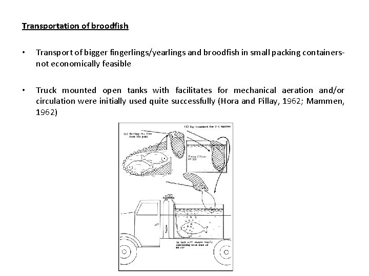 Transportation of broodfish • Transport of bigger fingerlings/yearlings and broodfish in small packing containersnot