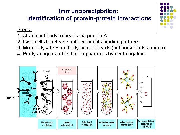 Immunopreciptation: Identification of protein-protein interactions Steps: 1. Attach antibody to beads via protein A