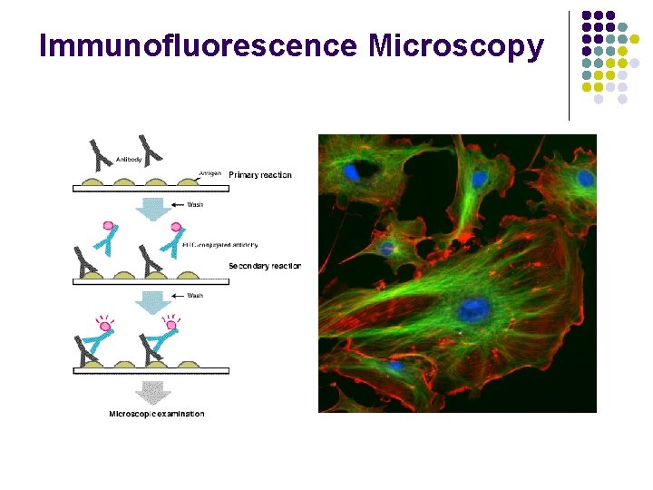 Immunofluorescence Microscopy 
