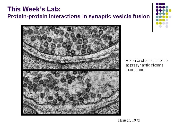 This Week’s Lab: Protein-protein interactions in synaptic vesicle fusion Release of acetylcholine at presynaptic