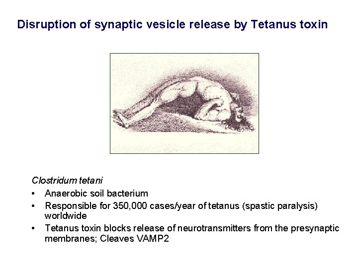 Disruption of synaptic vesicle release by Tetanus toxin Clostridum tetani • Anaerobic soil bacterium