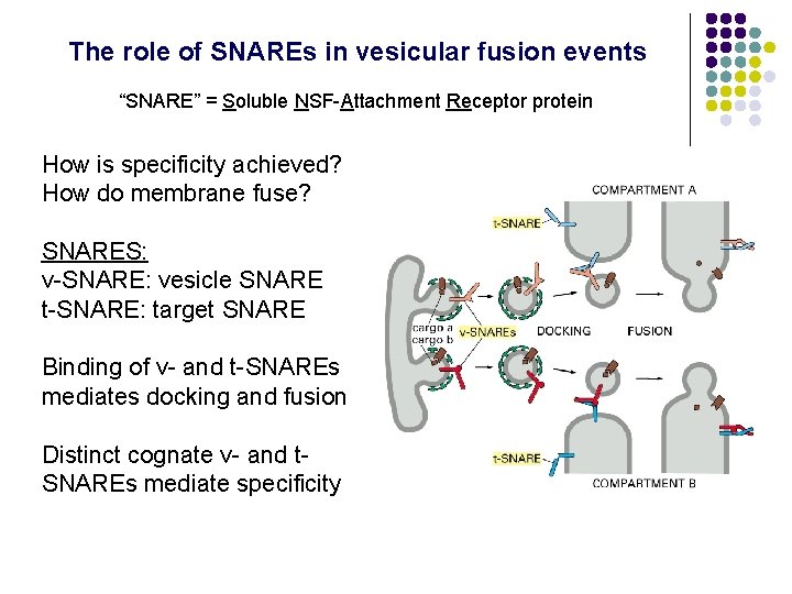 The role of SNAREs in vesicular fusion events “SNARE” = Soluble NSF-Attachment Receptor protein