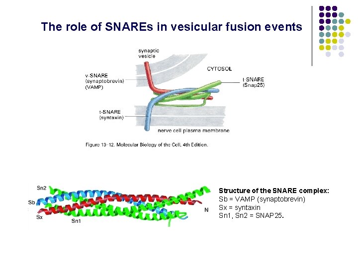 The role of SNAREs in vesicular fusion events (VAMP) Structure of the SNARE complex: