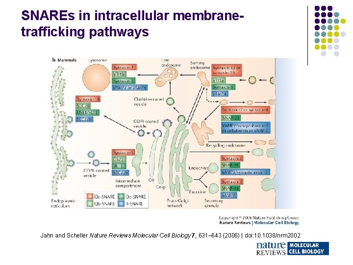 SNAREs in intracellular membranetrafficking pathways Jahn and Scheller Nature Reviews Molecular Cell Biology 7,