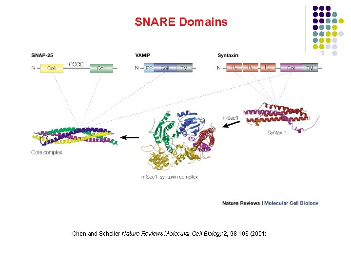 SNARE Domains Chen and Scheller Nature Reviews Molecular Cell Biology 2, 98 -106 (2001)