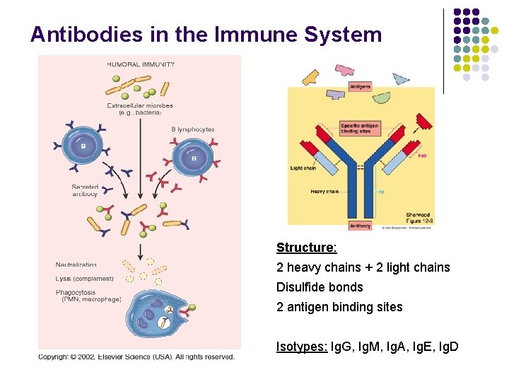 Antibodies in the Immune System Structure: 2 heavy chains + 2 light chains Disulfide