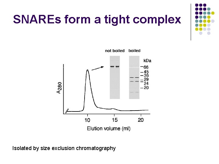 SNAREs form a tight complex Isolated by size exclusion chromatography 
