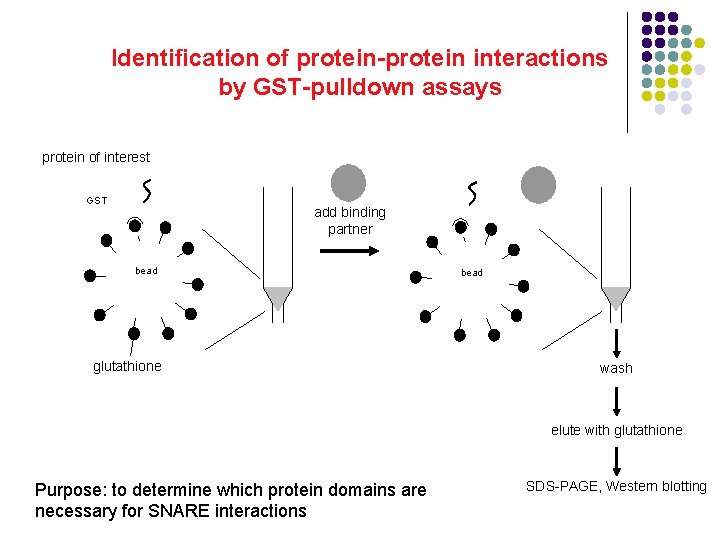 Identification of protein-protein interactions by GST-pulldown assays protein of interest GST add binding partner