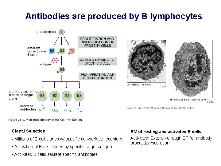 Antibodies are produced by B lymphocytes Clonal Selection EM of resting and activated B