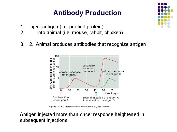 Antibody Production 1. Inject antigen (i. e. purified protein) 2. into animal (i. e.