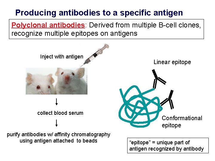 Producing antibodies to a specific antigen Polyclonal antibodies: Derived from multiple B-cell clones, recognize