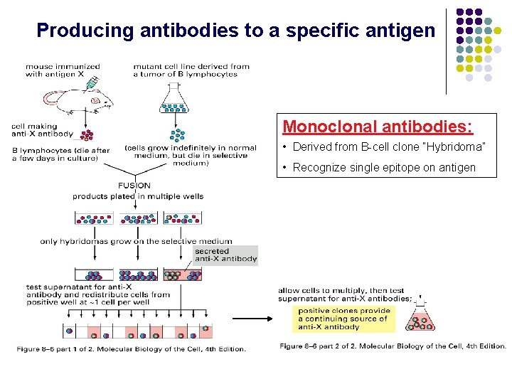 Producing antibodies to a specific antigen Monoclonal antibodies: • Derived from B-cell clone “Hybridoma”