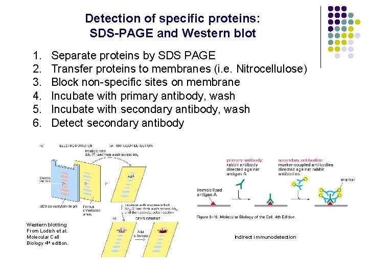 Detection of specific proteins: SDS-PAGE and Western blot 1. 2. 3. 4. 5. 6.
