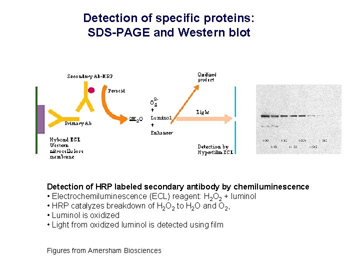 Detection of specific proteins: SDS-PAGE and Western blot Detection of HRP labeled secondary antibody