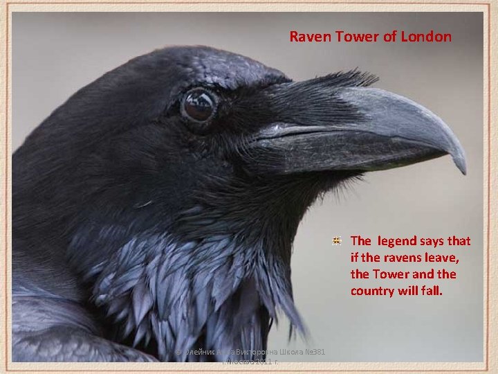 Raven Tower of London The legend says that if the ravens leave, the Tower