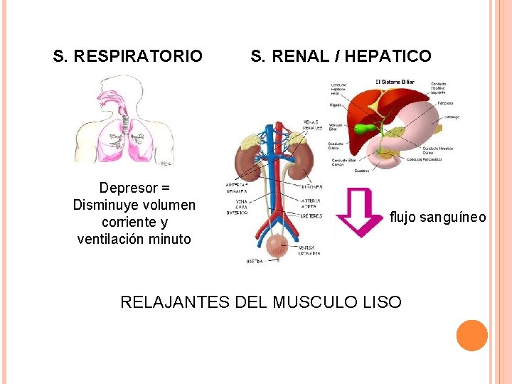 S. RESPIRATORIO Depresor = Disminuye volumen corriente y ventilación minuto S. RENAL / HEPATICO