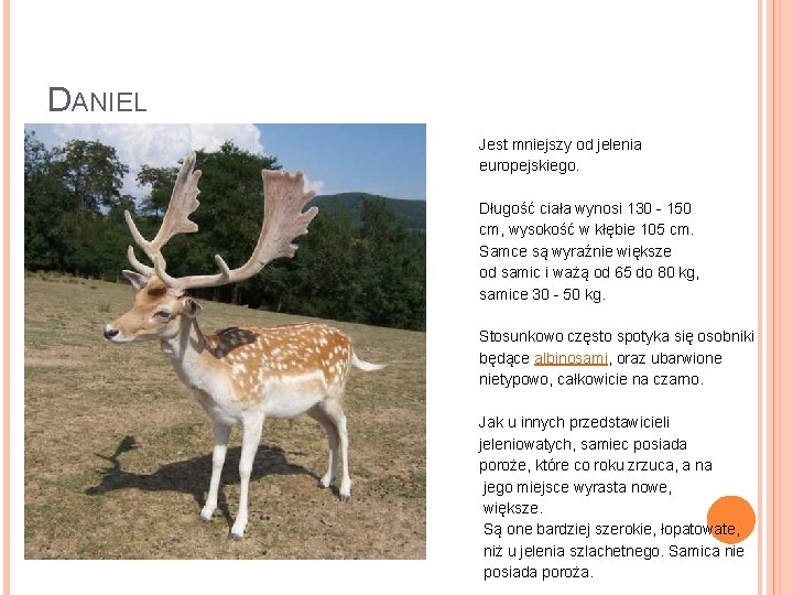 DANIEL Jest mniejszy od jelenia europejskiego. Długość ciała wynosi 130 - 150 cm, wysokość