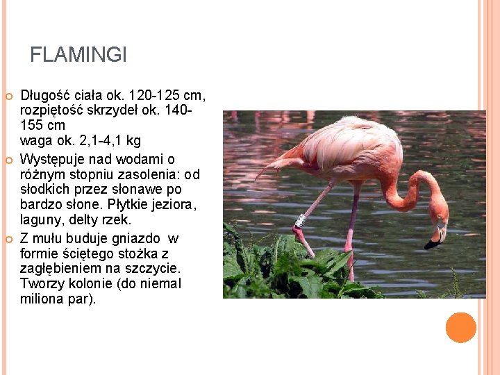 FLAMINGI Długość ciała ok. 120 -125 cm, rozpiętość skrzydeł ok. 140155 cm waga ok.