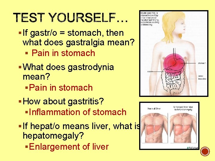 § If gastr/o = stomach, then what does gastralgia mean? § Pain in stomach