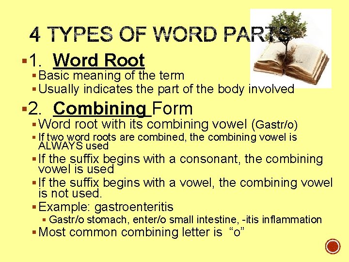 § 1. Word Root § Basic meaning of the term § Usually indicates the § 1. Word Root § Basic meaning of the term § Usually indicates the