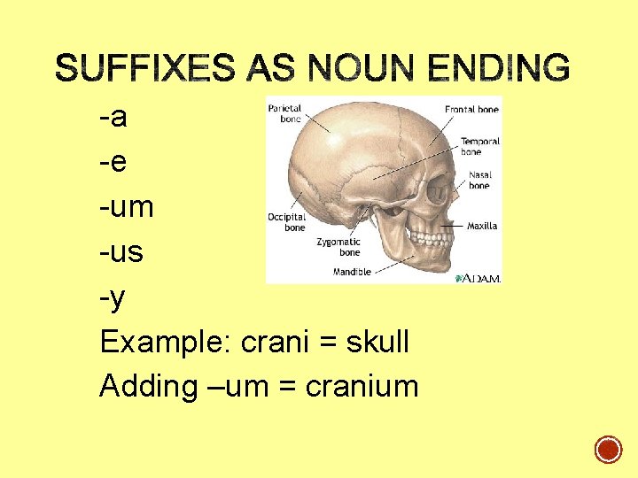 -a -e -um -us -y Example: crani = skull Adding –um = cranium  -a -e -um -us -y Example: crani = skull Adding –um = cranium