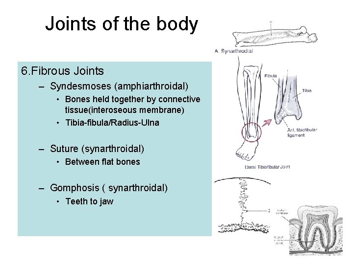 Joints of the body 6. Fibrous Joints – Syndesmoses (amphiarthroidal) • Bones held together