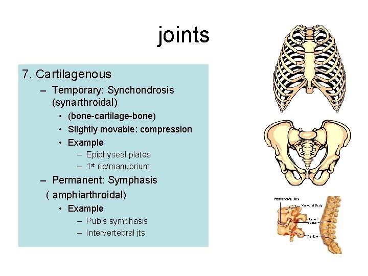 joints 7. Cartilagenous – Temporary: Synchondrosis (synarthroidal) • (bone-cartilage-bone) • Slightly movable: compression •