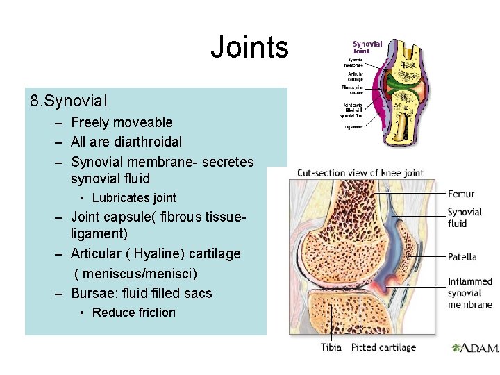 Joints 8. Synovial – Freely moveable – All are diarthroidal – Synovial membrane- secretes