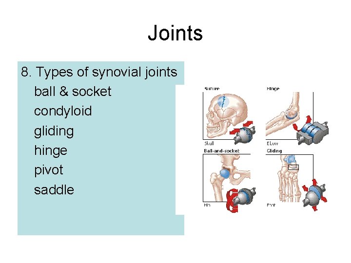 Joints 8. Types of synovial joints ball & socket condyloid gliding hinge pivot saddle