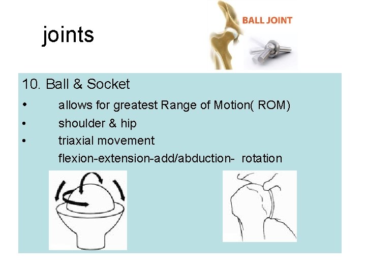 joints 10. Ball & Socket • allows for greatest Range of Motion( ROM) •