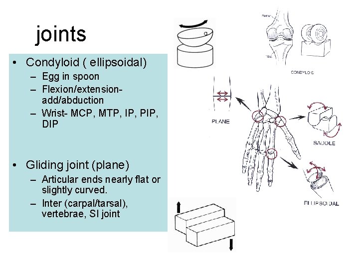 joints • Condyloid ( ellipsoidal) – Egg in spoon – Flexion/extensionadd/abduction – Wrist- MCP,