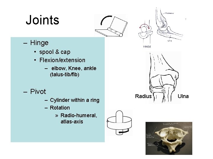 Joints – Hinge • spool & cap • Flexion/extension – elbow, Knee, ankle (talus-tib/fib)