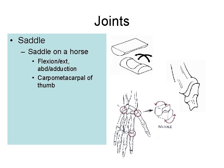 Joints • Saddle – Saddle on a horse • Flexion/ext, abd/adduction • Carpometacarpal of
