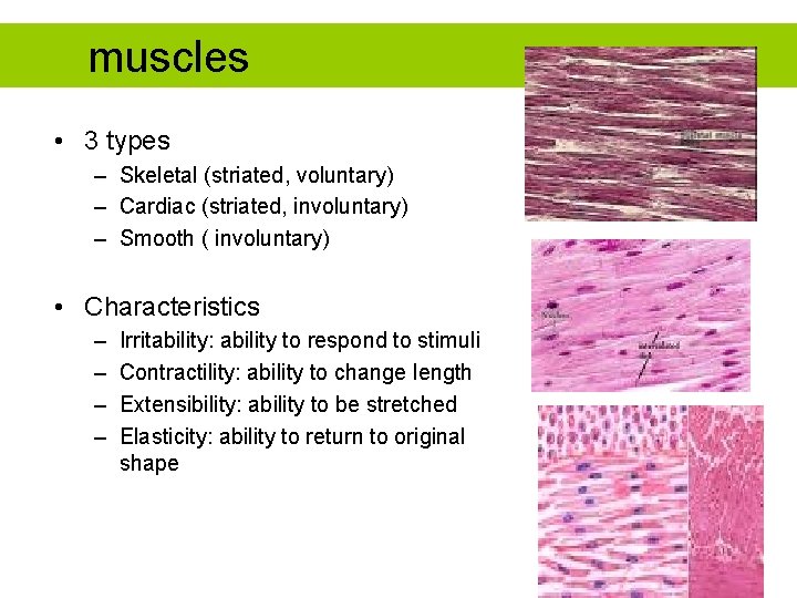 muscles • 3 types – Skeletal (striated, voluntary) – Cardiac (striated, involuntary) – Smooth