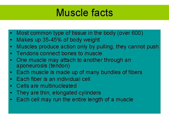 Muscle facts • • • Most common type of tissue in the body (over
