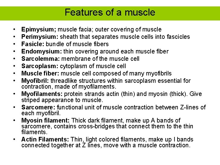 Features of a muscle • • • Epimysium; muscle facia; outer covering of muscle