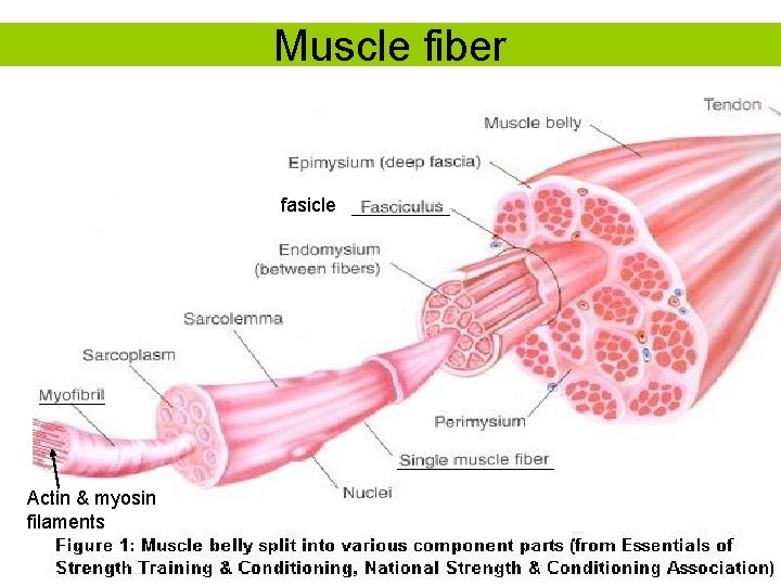 Muscle fiber fasicle Actin & myosin filaments 