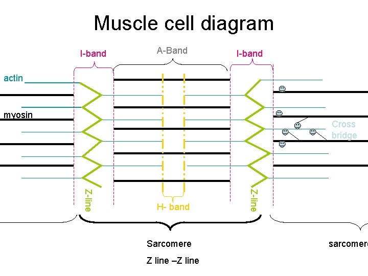 Muscle cell diagram I-band A-Band I-band actin myosin Cross bridge Sarcomere Z line –Z