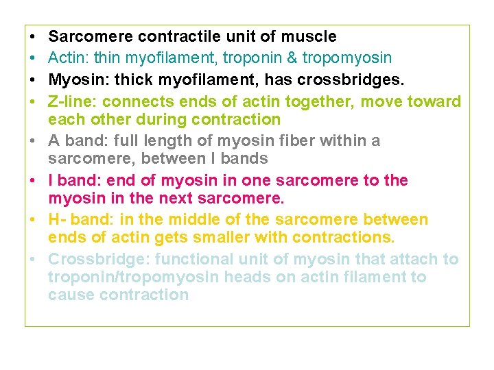  • • Sarcomere contractile unit of muscle Actin: thin myofilament, troponin & tropomyosin