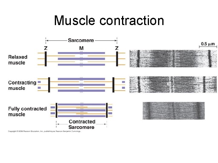 Muscle contraction 