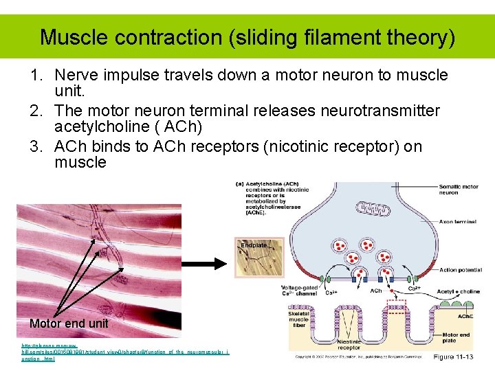 Muscle contraction (sliding filament theory) 1. Nerve impulse travels down a motor neuron to