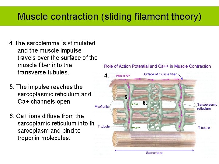 Muscle contraction (sliding filament theory) 4. The sarcolemma is stimulated and the muscle impulse