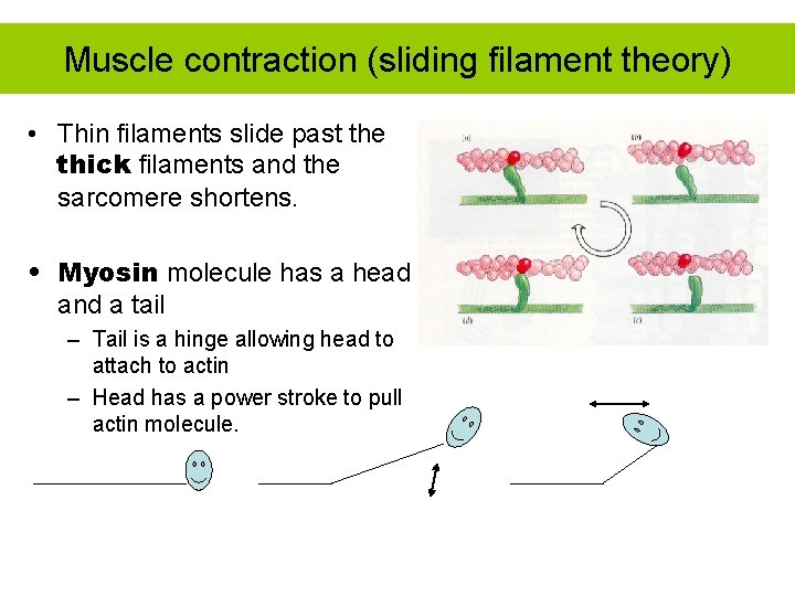 Muscle contraction (sliding filament theory) • Thin filaments slide past the thick filaments and