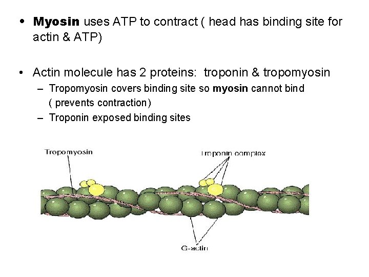  • Myosin uses ATP to contract ( head has binding site for actin